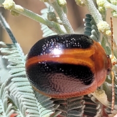 Dicranosterna immaculata (Acacia leaf beetle) at QPRC LGA - 26 Feb 2023 by trevorpreston