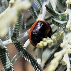 Dicranosterna immaculata at Carwoola, NSW - 26 Feb 2023