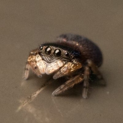Simaethula sp. (genus) (A jumping spider) at Acton, ACT - 25 Feb 2023 by patrickcox
