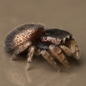 Simaethula sp. (genus) at Acton, ACT - 25 Feb 2023