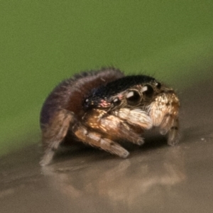 Simaethula sp. (genus) at Acton, ACT - 25 Feb 2023 11:00 AM