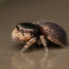 Simaethula sp. (genus) at Acton, ACT - 25 Feb 2023 11:00 AM