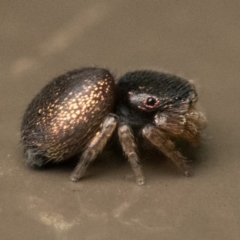 Simaethula sp. (genus) at Acton, ACT - 25 Feb 2023 11:00 AM