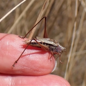 Conocephalus upoluensis at Cook, ACT - 19 Feb 2023 02:11 PM