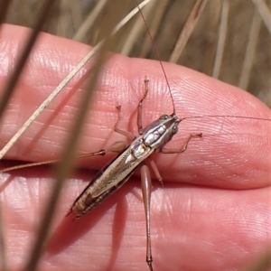 Conocephalus upoluensis at Cook, ACT - 19 Feb 2023 02:11 PM