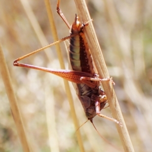 Conocephalus upoluensis at Cook, ACT - 19 Feb 2023 02:11 PM