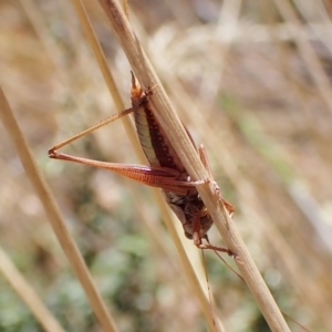 Conocephalus upoluensis at Cook, ACT - 19 Feb 2023 02:11 PM