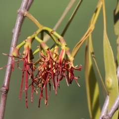 Amyema miquelii (Box Mistletoe) at Wodonga, VIC - 19 Feb 2023 by KylieWaldon