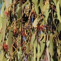 Amyema miquelii at Wodonga, VIC - 19 Feb 2023 09:32 AM