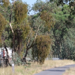 Amyema miquelii at Wodonga, VIC - 19 Feb 2023 09:32 AM