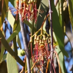 Amyema miquelii at Wodonga, VIC - 19 Feb 2023 09:32 AM