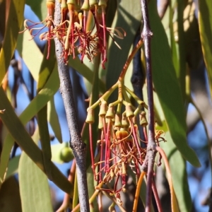 Amyema miquelii at Wodonga, VIC - 19 Feb 2023 09:32 AM