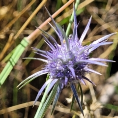 Eryngium ovinum (Blue Devil) at Carwoola, NSW - 26 Feb 2023 by trevorpreston