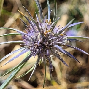 Eryngium ovinum at Carwoola, NSW - 26 Feb 2023