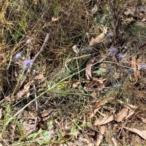 Eryngium ovinum at Carwoola, NSW - 26 Feb 2023 12:35 PM