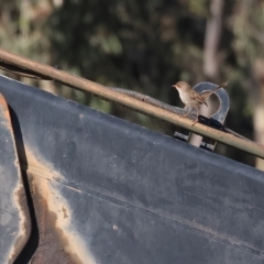 Malurus cyaneus (Superb Fairywren) at Wodonga, VIC - 19 Feb 2023 by KylieWaldon