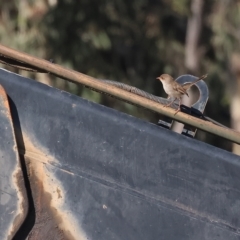 Malurus cyaneus (Superb Fairywren) at Wodonga, VIC - 18 Feb 2023 by KylieWaldon