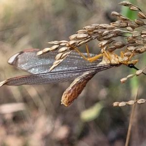 Nymphes myrmeleonoides at Carwoola, NSW - 26 Feb 2023