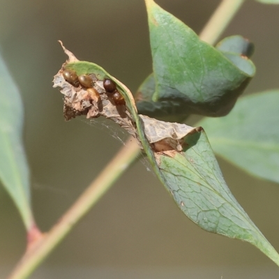 Unidentified Insect at Wodonga - 18 Feb 2023 by KylieWaldon