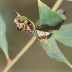 Unidentified Insect at Wodonga, VIC - 18 Feb 2023 by KylieWaldon