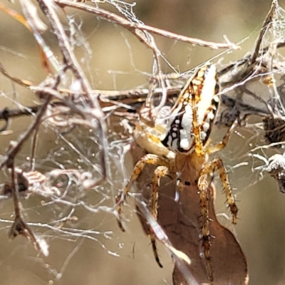 Plebs bradleyi (Enamelled spider) at QPRC LGA - 26 Feb 2023 by trevorpreston
