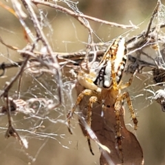 Plebs bradleyi (Enamelled spider) at Carwoola, NSW - 26 Feb 2023 by trevorpreston
