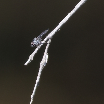 Unidentified Robber fly (Asilidae) at Wodonga - 18 Feb 2023 by KylieWaldon