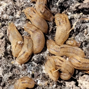 Ambigolimax sp. (valentius and waterstoni) at Carwoola, NSW - 26 Feb 2023