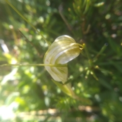 Diplodium decurvum (Summer greenhood) at Kosciuszko National Park, NSW - 25 Feb 2023 by mahargiani