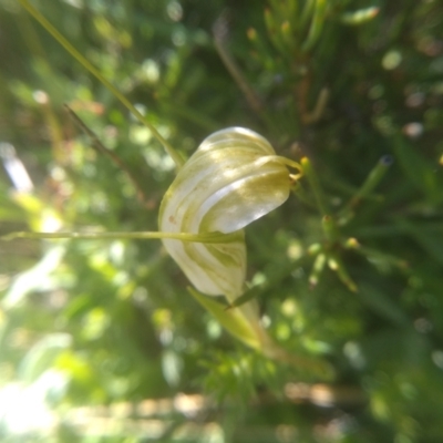 Diplodium decurvum (Summer greenhood) at Kosciuszko National Park, NSW - 24 Feb 2023 by mahargiani