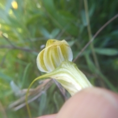 Diplodium decurvum at Kosciuszko National Park, NSW - 25 Feb 2023