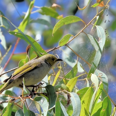 Ptilotula penicillata (White-plumed Honeyeater) at Wodonga, VIC - 19 Feb 2023 by KylieWaldon