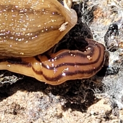 Anzoplana trilineata (A Flatworm) at Carwoola, NSW - 26 Feb 2023 by trevorpreston
