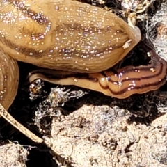 Anzoplana trilineata at Carwoola, NSW - 26 Feb 2023