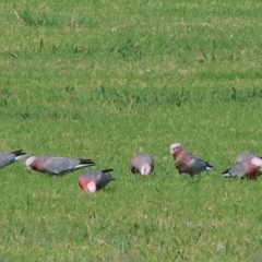 Eolophus roseicapilla (Galah) at Wodonga, VIC - 18 Feb 2023 by KylieWaldon