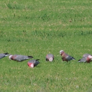 Eolophus roseicapilla at Wodonga, VIC - 19 Feb 2023