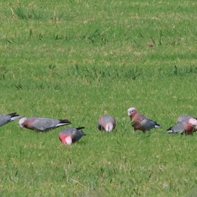 Eolophus roseicapilla (Galah) at Wodonga, VIC - 18 Feb 2023 by KylieWaldon