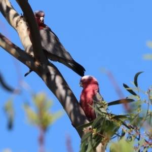 Eolophus roseicapilla at Wodonga, VIC - 19 Feb 2023