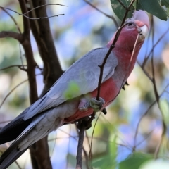 Eolophus roseicapilla at Wodonga, VIC - 19 Feb 2023 09:05 AM