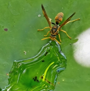 Polistes (Polistella) humilis at Weston, ACT - 25 Feb 2023