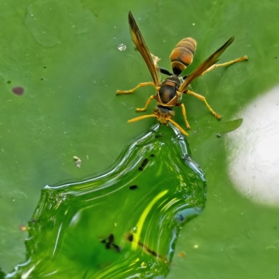 Polistes (Polistella) humilis (Common Paper Wasp) at Weston, ACT - 25 Feb 2023 by Kenp12
