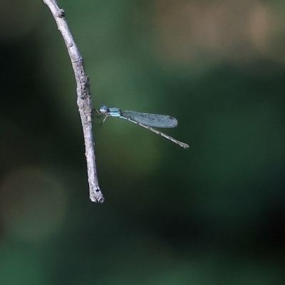 Austrolestes leda (Wandering Ringtail) at Wodonga, VIC - 19 Feb 2023 by KylieWaldon