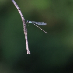 Austrolestes leda at Wodonga, VIC - 19 Feb 2023 09:18 AM