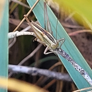 Conocephalus semivittatus at Carwoola, NSW - 26 Feb 2023