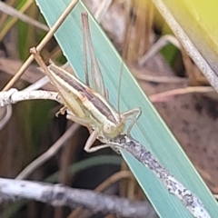 Conocephalus semivittatus at Carwoola, NSW - 26 Feb 2023 12:25 PM