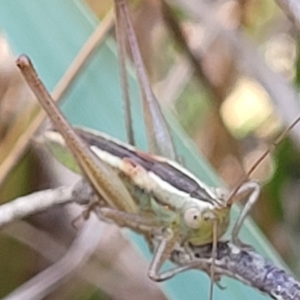 Conocephalus semivittatus at Carwoola, NSW - 26 Feb 2023