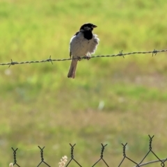 Passer domesticus (House Sparrow) at Wodonga, VIC - 19 Feb 2023 by KylieWaldon