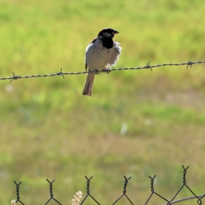 Passer domesticus (House Sparrow) at Wodonga, VIC - 19 Feb 2023 by KylieWaldon