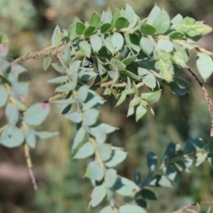 Acacia vestita at Wodonga, VIC - 19 Feb 2023