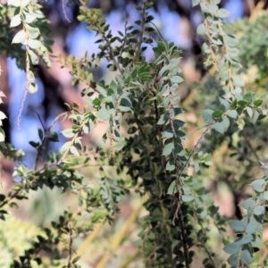 Acacia vestita at Wodonga, VIC - 19 Feb 2023 09:13 AM